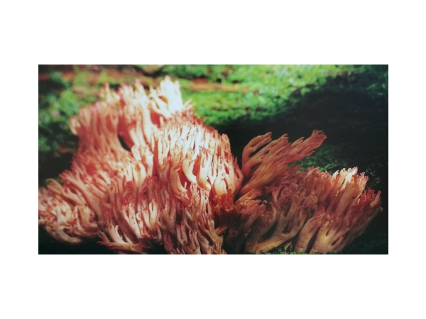 1704030061_L1.png