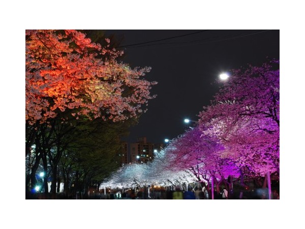 서울_윤중로벚꽃_12.JPG
