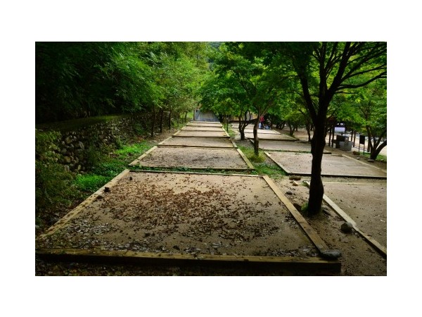 전북_뱀사골야영장_10.JPG?type=m500_500
