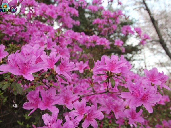 IMG_6241.jpg#900x600