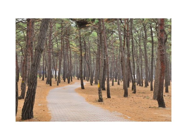 전북_고사포야영장_3.jpg?type=m500_500