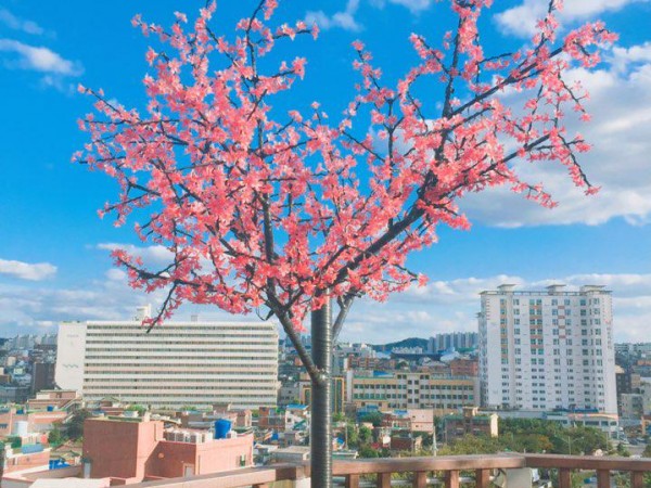 (사진8._꽃).jpg