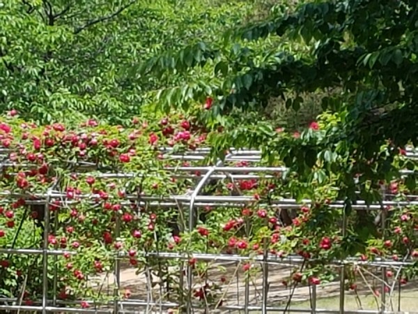 20170602_125650.jpg