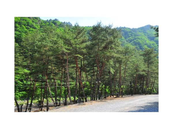 강원_리버힐즈오토캠프장_3.jpg?type=m500_500