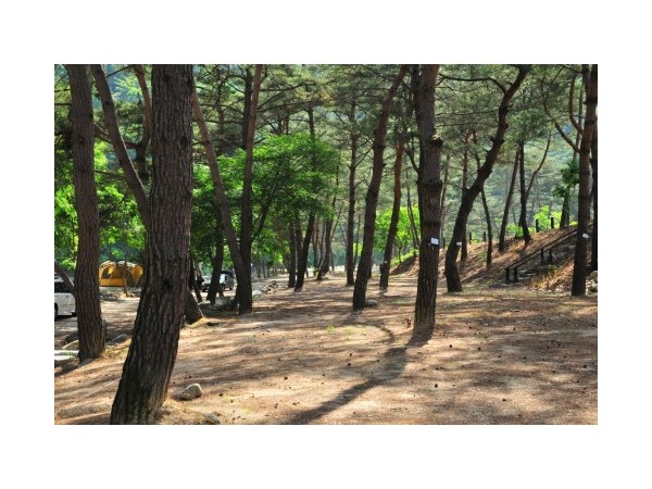 강원_리버힐즈오토캠프장_5.jpg?type=m500_500