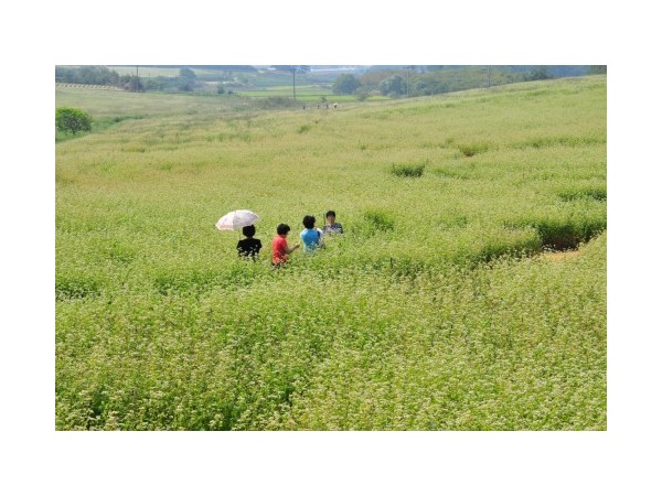 전북_고창학원농장_11.JPG?type=m500_500