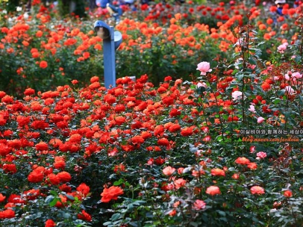 과천_가볼만한곳_서울대공원_과천대공원_과천서울대공원_장미가든_서울대공원장미_서울대공원장미가든_가을여행_가을에가볼만한곳_이실비아_과천여행지.JPG#900x600