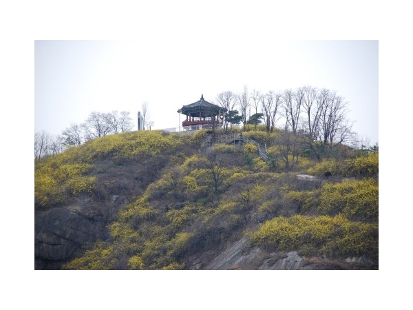 서울_응봉산개나리_1.JPG