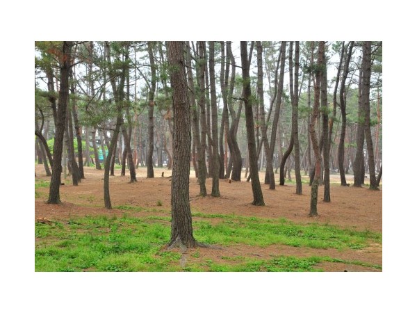 충남_몽산포야영장_2.jpg?type=m500_500