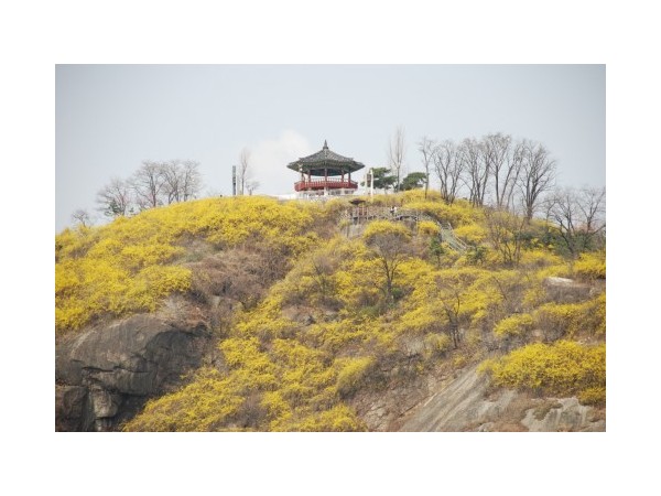 서울_응봉산개나리_10.JPG