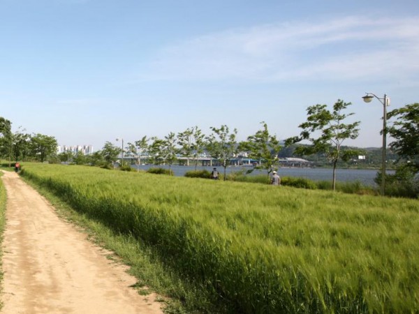 청보리2-1.jpg#2616x3328