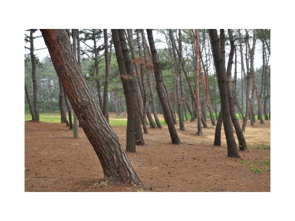 충남_몽산포야영장_3.jpg?type=m500_500
