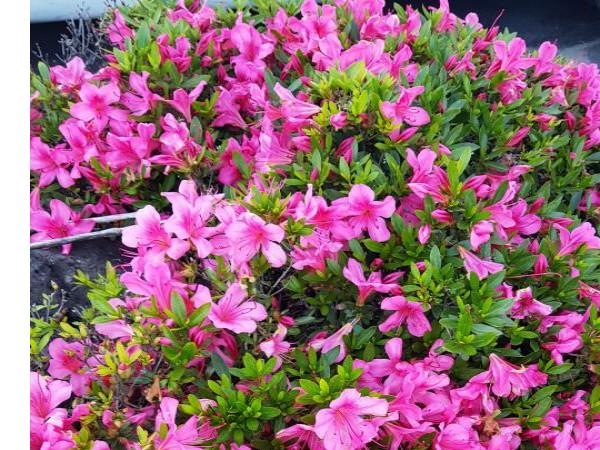 20180515_063519.jpg