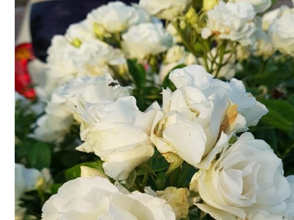 20180515_061945.jpg