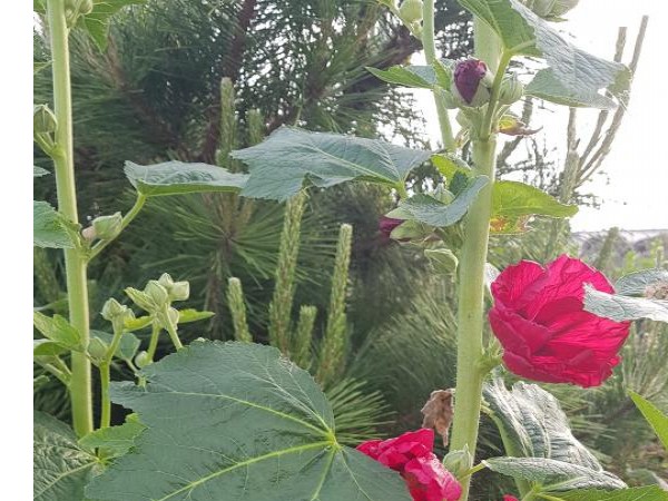 20180515_061719.jpg